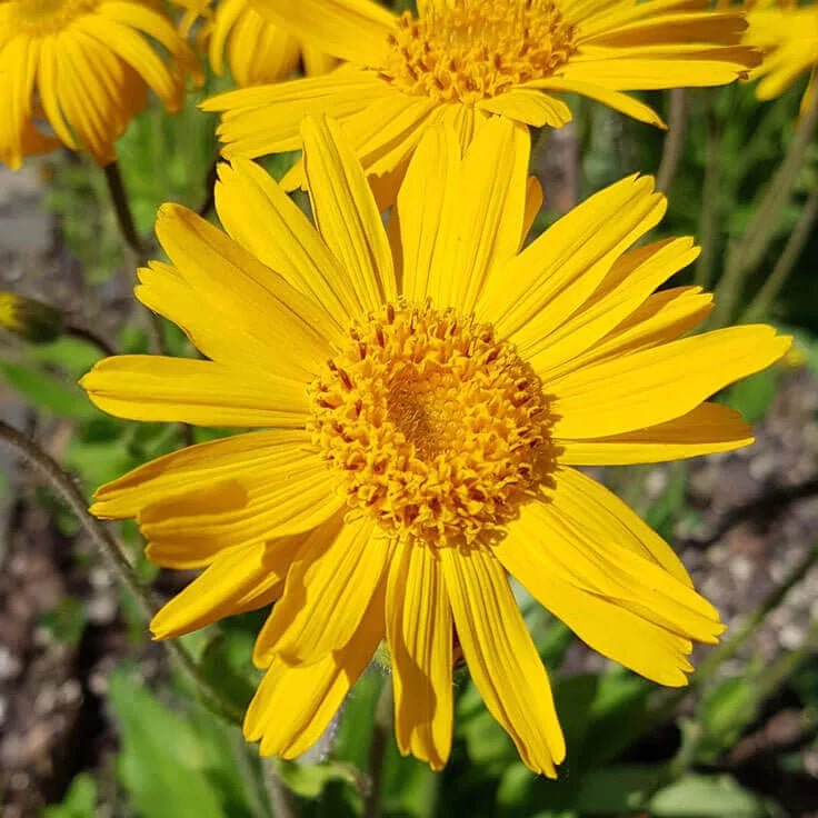 The Power of Arnica: How This Natural Flower Boosts Hair Health - Praela